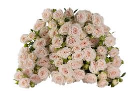 Pink Roses